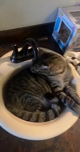 Curled Up Tabby Cat in a Sink Enjoying Pets