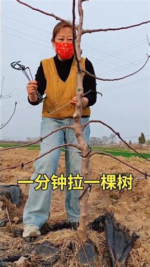 #FruitTreeBranchTrainingandShaping #FruitTree branch trainer # Fruit tree management techniques
