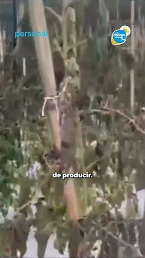 Bajas temperaturas afectan cultivos en Caaguazú