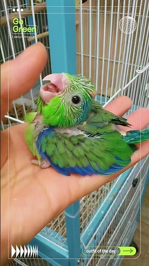 So cute parrotlet baby you never saw🥰😍❤️ #birds #parrot #parrotlet #babybirds #lovely #love