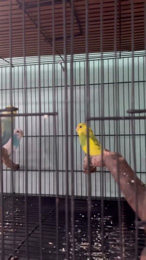 Burung parkit warna cantik #fyp #fypシ #viral #shortvideo #burung #parkit #hobby #trending