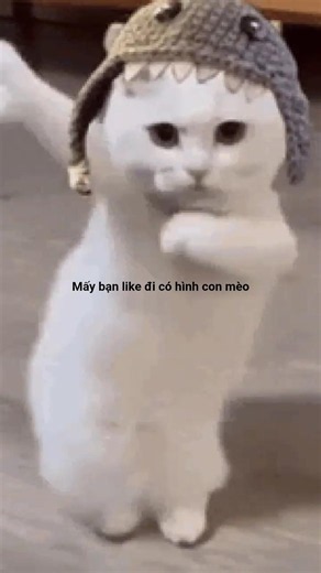 các bạn like thử đi có hình con mèo 😺 #shorts #roblox #cat #cute