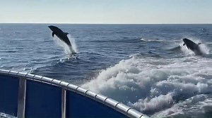 146K views · 16K reactions | Jumping for joy because it's going to be a great week at the Harbor!   @DanaWharf | Dana Point Harbor | Facebook