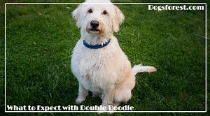 Double Doodle Growth Chart (Weight Chart & Size Chart)