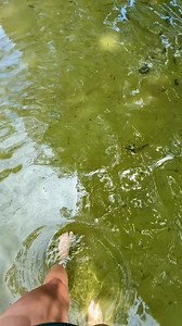 Uncover Alabama | Blue Springs State Park - Barbour County | This cool water spring has been a local gathering place for hundreds of years. Blue Springs State Park is the perfect spot to cool off & relax on a hot Alabama summer day. | Uncover Alabama