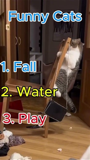 Funny Cats Clips #cat