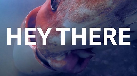 992 reactions · 547 shares | This rare, deep-sea squid decided to go for swim in shallow waters. The underwater footage is eerily beautiful. | Quartz | Facebook