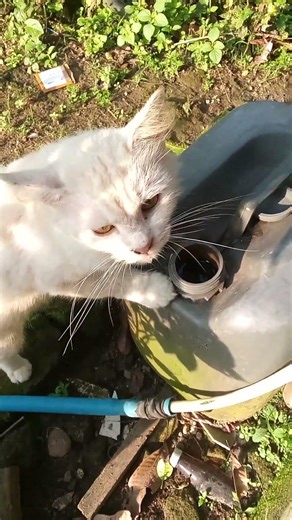 #empuse minum dari jurigen ,tak kiro nyapo