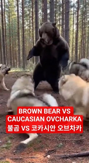 불곰 사냥하는 거대개!,코카시안 오브차카vs러시아 불곰,bear hunting dog,caucasian ovcharka vs brown bear,러시아 곰 사냥개,dog bear,