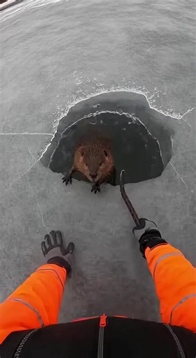 Hero Diver Smashes Ice To Save Beaver Trapped Beneath Frozen River! ------------ ----------- ------------- Experience the intense, heart-pounding moment a professional rescue diver saves a beaver from certain death beneath the frozen surface of the Beaver River. Filmed from a raw, over-the-shoulder bodycam perspective, this footage captures the terrifying reality of life in sub-zero temperatures. You can hear the haunting hum of rushing water beneath the shifting ice slabs as a small, terrified 