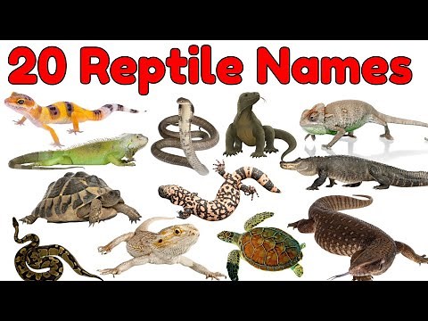 20 Reptiles Vocabulary for Kids | Lizards, Snakes, Turtles, Crocodiles & More | Fun Learning Video