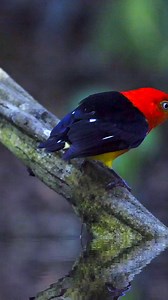 Cartoon-like Little Red Riding Hood，cute red, black, and yellow color scheme, Band-tailed Manakin (Pipra fasciicauda),a small manakin of lowland rainforest. #birds #manakin | Birds of nature