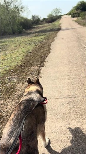 My intrusive thoughts 🥰#reactivedogs #dogownerstruggles #gsd