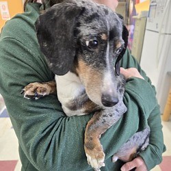 Tawas City, MI - Dachshund. Meet Gus 26-035 a Pet for Adoption - AdoptaPet.com