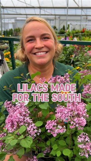 3.7K views · 106 reactions | Lilacs down South? Absolutely!  Gone...