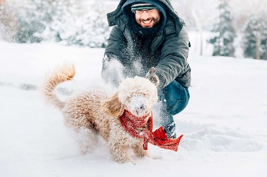 134 Winter Dog Names for Your Warm-Hearted Pooch