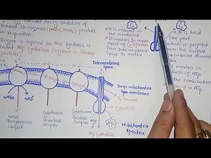 Chemiosmosis And Oxidative Phosphorylation | Federal And KPK Board | Class 11 Biology