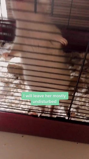 Blue Apple Rats on TikTok