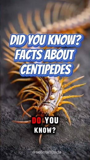 Don't Banish Centipedes from Your Home! Here's Why 🐛🛡️#Centipede #Centipede #UniqueFacts