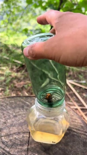 How to catch wasps using a glass jar. #gianthornets #hornetnestremoval #wildliferescue