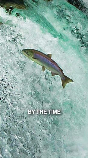 Why do salmon die after spawning?