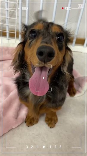 【元気いっぱい！】しっぽフリフリでアピール！甘えん坊なロングコートのミニチュアダックスフンド🐶💖