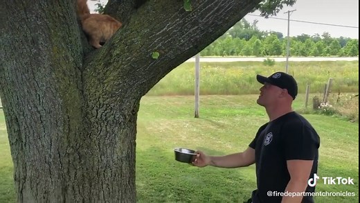 How to get a cat out of a tree | Cat Tree