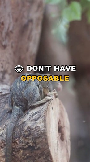 Meet the Agile Colobus Monkey | No Thumbs, Just Leaps!