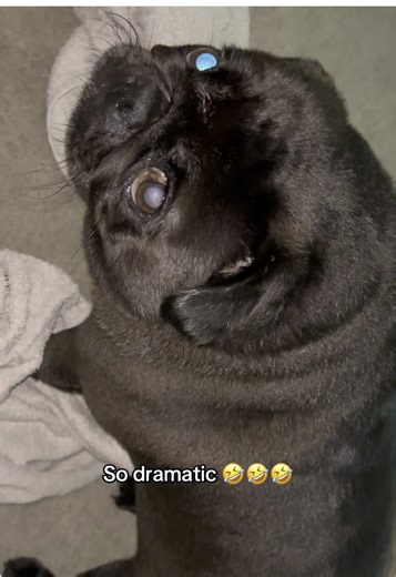RosieThePugXo on TikTok
