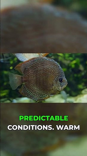 Clean Water Saved My Discus Tank #aquariumtips #fishkeeping