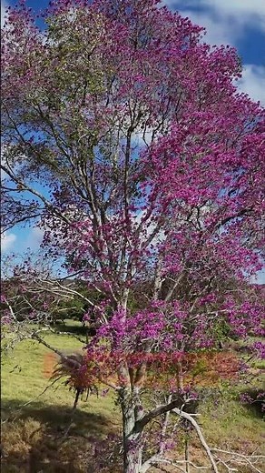 PURPLE IPE - Handroanthus impetiginosus