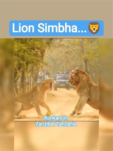 #Simba Lion 🦁Angry 😡 😡 Mood 🦁#Fight #viral #youtubeshorts #viralonyoutube