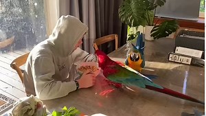 Isn't this gorgeous, a typical morning in Zara ( greenwing) and Tango's house, where the macaws are part of the family ❤ | Macaws Australia