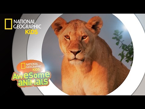 Super Pride | Awesome Animals
