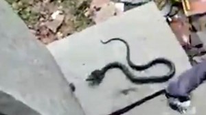 Teacher finds venomous cobra in child's school bag