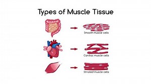 clip-1108908207-medical-education-on-types-muscle-tissue-diagram