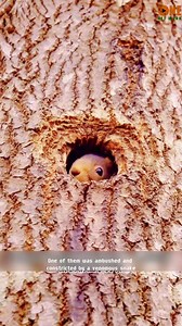 5.1K views · 31 reactions | How does a chameleon confront a snake? | Review The animal world | Facebook