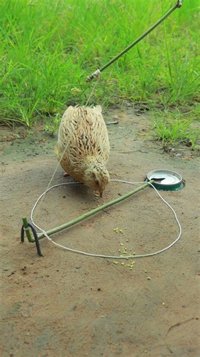 Creative Bird Trap Using Unique Trapping Technique #shorts