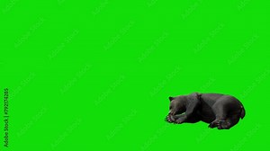 3D character animation of a bear sleeping with a green screen background. Ideal for projects that require animal animations or scenes involving green screen integration.