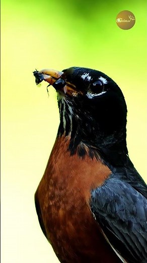 Incredible Close-Up of an American Robin with a Mouthful of Food