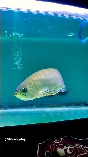big green arowana pino