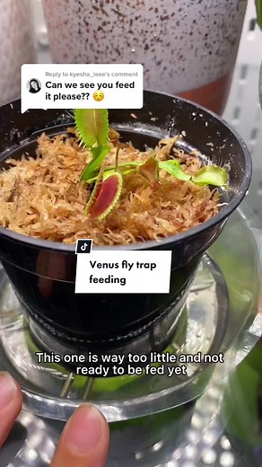 Feeding Venus Fly Traps: Tips and Techniques