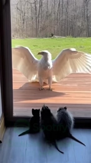 Yamato🪽 on Instagram: "The Guardian of the White Wings The Alaskan sky was a canvas of pale blue and biting frost. High above the jagged peaks of the Brooks Range, Alabaster, a rare albino eagle with feathers as white as a fresh snowfall, soared silently. Below him, the world was beautiful but unforgiving. In his talons—held with incredible gentleness—Alabaster carried a strange bundle tucked into a sturdy, moss-lined basket he had scavenged. Inside were three shivering orphans: a tiny black ki