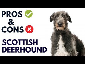 Scottish Deerhound Pros and Cons | Scottish Deerhound Advantages and Disadvantages