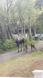 One of our favorite videos! Super cute - Listen to the kids talking about the little babies.. too cute! Video - Larissa Villar Aaberg | The Alaska Frontier