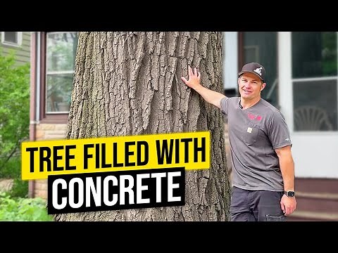 Concrete Filled Tree!