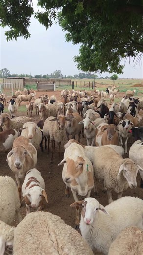 The girls #sheep #farming