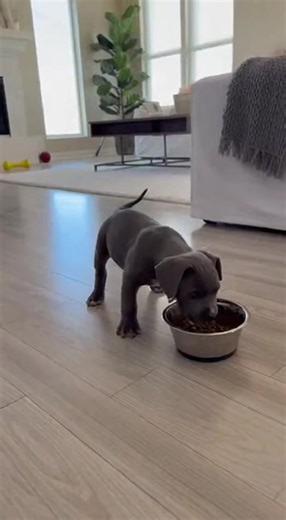 Smart Dogs in Hilarious Situations