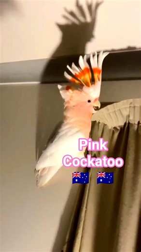 Pink Cockatoo #cockatoo #birds #pets
