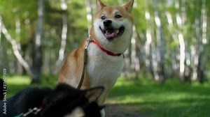 Two dogs play each other in the forest
